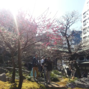 Yushima shrine with Plumflowers